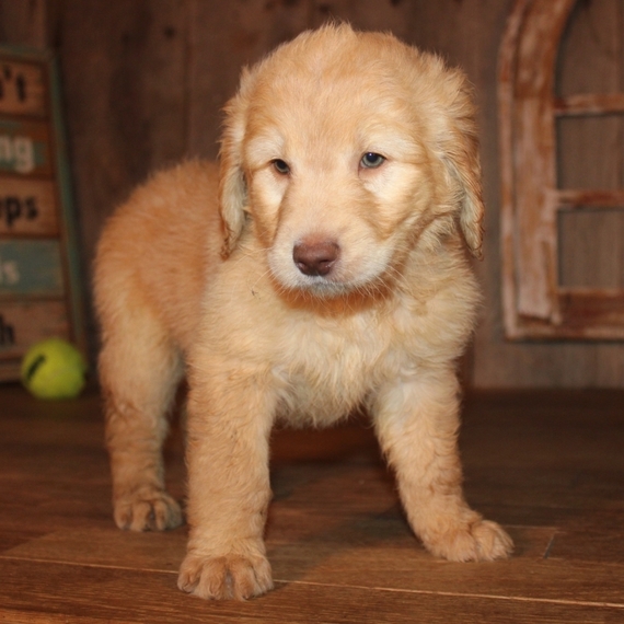 Caramel Goldendoodle Puppy 635673 PuppySpot