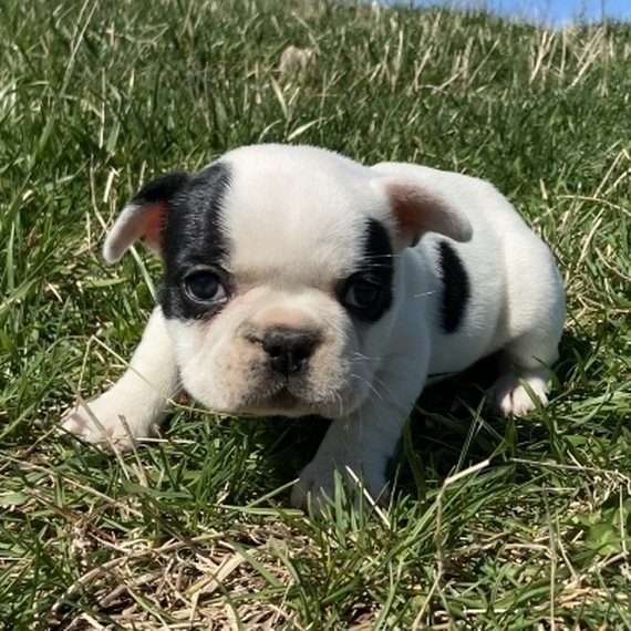 Spots, a White Female French Bulldog Puppy 635723 PuppySpot