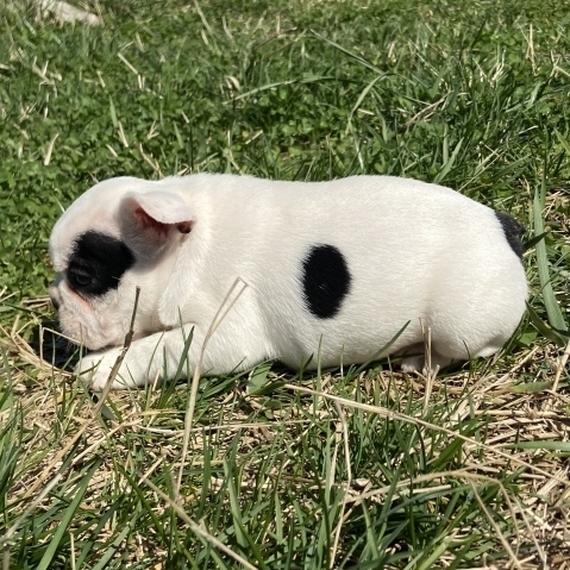 Spots, a White Female French Bulldog Puppy 635723 PuppySpot