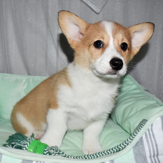 cane welsh corgi