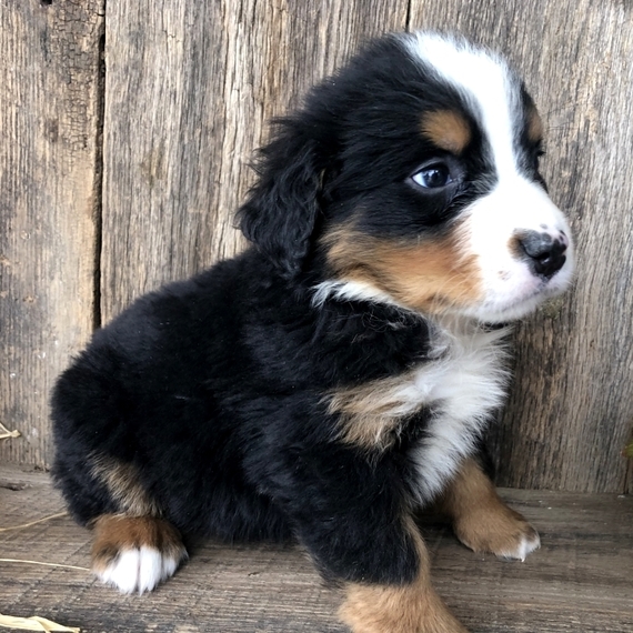 Price Bernese Mountain Dog Puppy 635953 PuppySpot