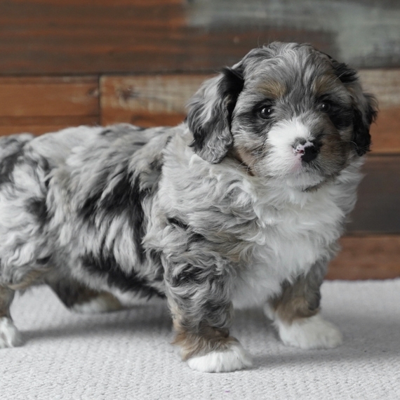 bernedoodle blue merle
