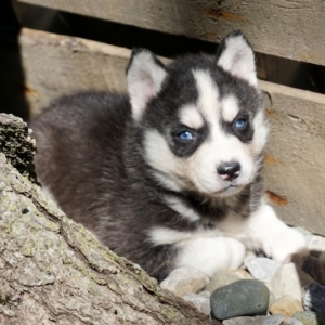 Casey A Black White Female Siberian Husky Puppy 638413 Puppyspot Casey A Black White Female Siberian Husky Puppy 638413 Puppyspot
