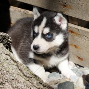 Casey A Black White Female Siberian Husky Puppy 638413 Puppyspot Casey A Black White Female Siberian Husky Puppy 638413 Puppyspot