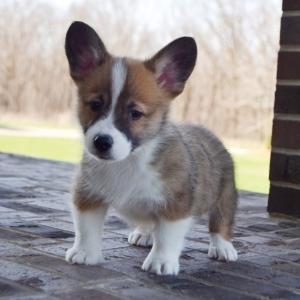 Benji A Red Male Pembroke Welsh Corgi Puppy 638463 Puppyspot