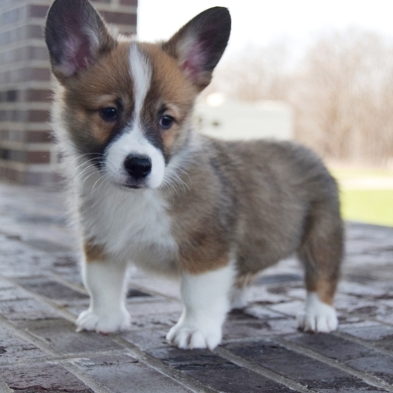 Benji A Red Male Pembroke Welsh Corgi Puppy 638463 Puppyspot
