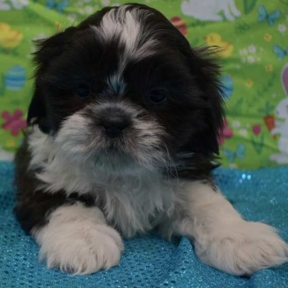 puppyspot shih tzu