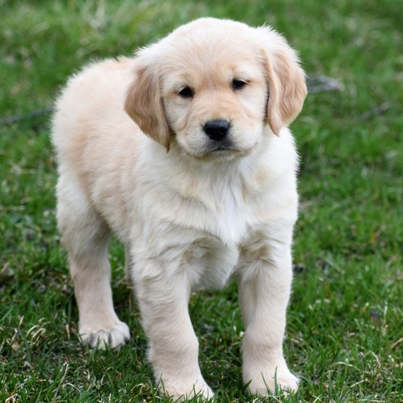 Erin A Light Golden Female Golden Retriever Puppy 639143 Puppyspot