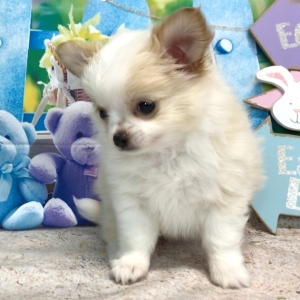 chihuahua peanut butter