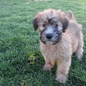 purebred wheaten terrier