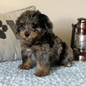 blue merle bernedoodle