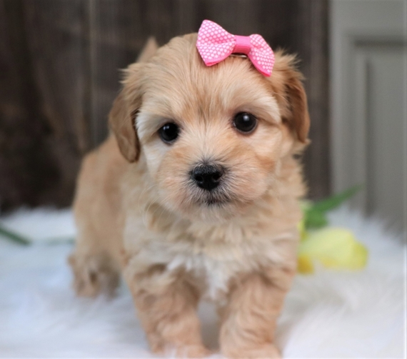 apricot havanese puppies for sale