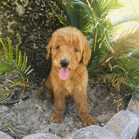 Katie, a Red Female Goldendoodle Puppy 641873 PuppySpot