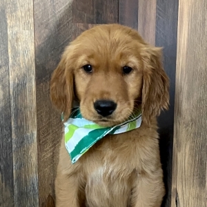 golden retriever puppies big island hawaii