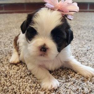 purebred shih tzu puppies