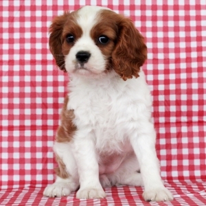 puppyspot cavalier king charles spaniel