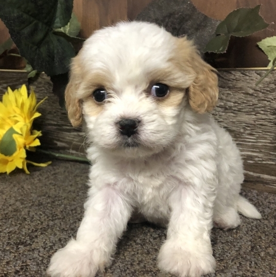 baby cavachon