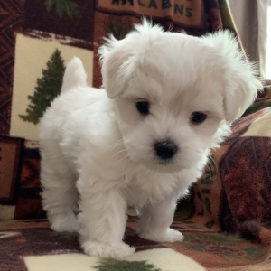 puppyspot maltese