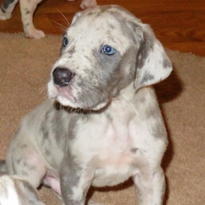 platinum merle great dane