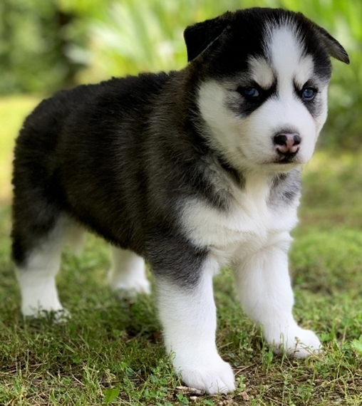 Dallas A Black White Male Siberian Husky Puppy 645913 Puppyspot