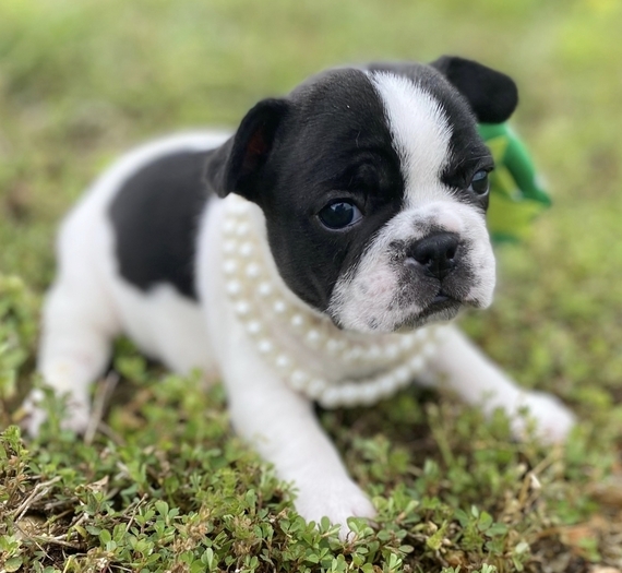 can dogs have poppy seeds