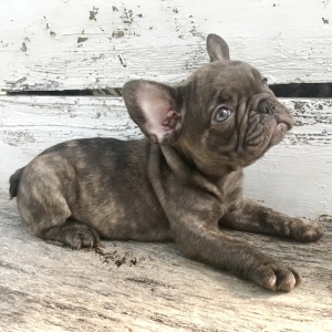 phoenix french bulldogs