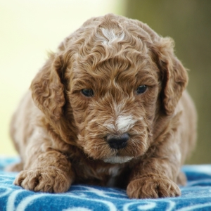 mini snickerdoodle dog
