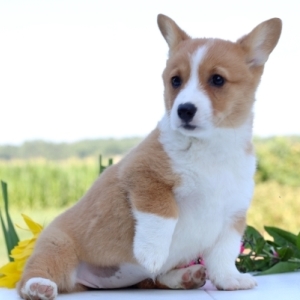 Lisa A Sable Female Pembroke Welsh Corgi Puppy 649193 Puppyspot