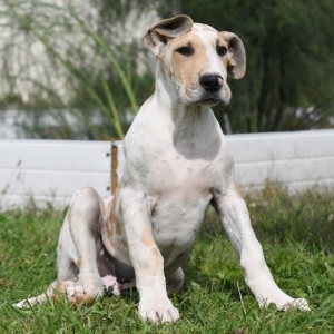 fawnequin great dane puppies