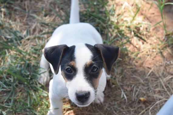 iphone dog shock collar