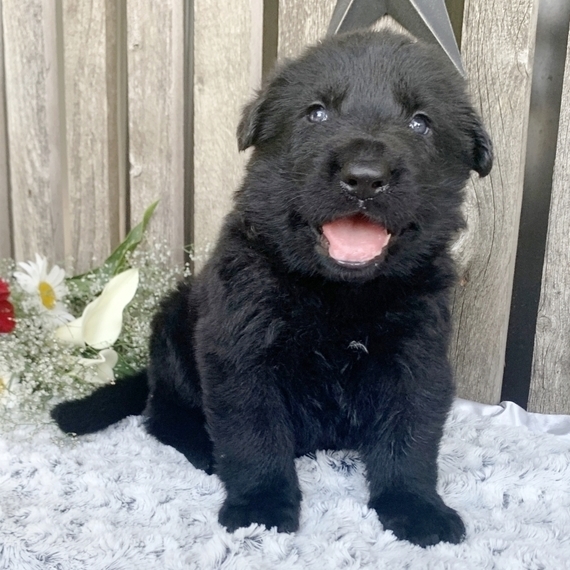 blackjack german shepherds