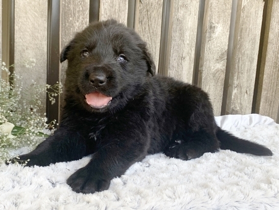 blackjack german shepherds