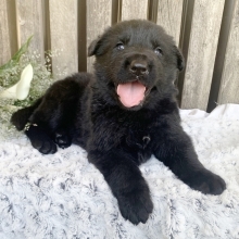 blackjack german shepherds