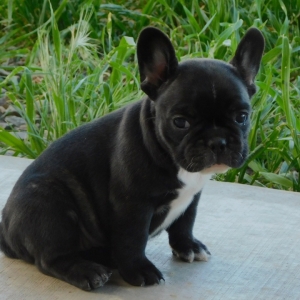 Ziggy A Brindle Female French Bulldog Puppy Puppyspot