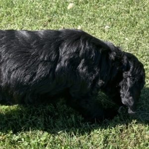 labradoodle newfoundland