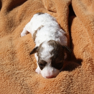 havanese cocker spaniel