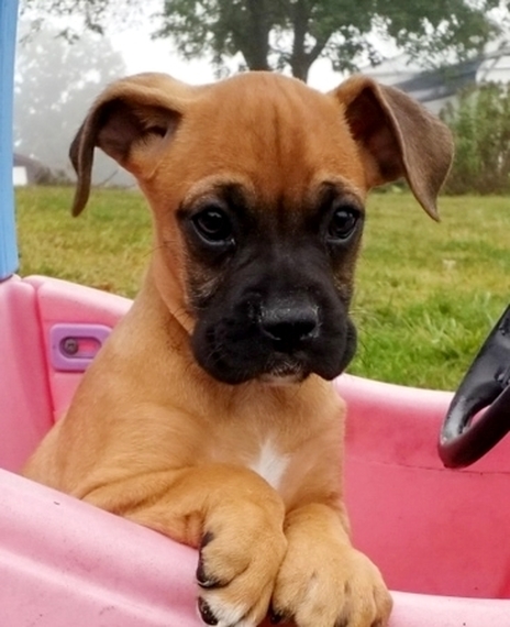 little boxer dog