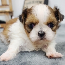 puppyspot shih tzu