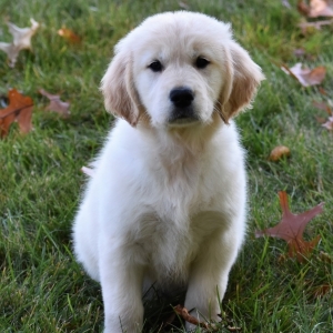 Ashton A Light Golden Male Golden Retriever Puppy Puppyspot Ashton A Light Golden Male Golden Retriever Puppy Puppyspot