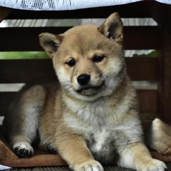 rare shiba inu