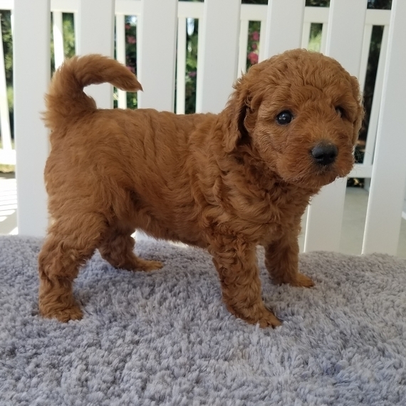 Ginger Goldendoodle Puppy 656393 PuppySpot