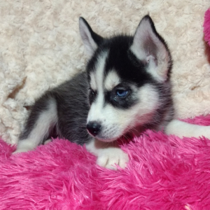 Pluto A Black White Male Siberian Husky Puppy 658173 Puppyspot