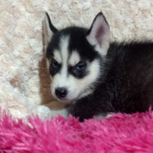 Pluto A Black White Male Siberian Husky Puppy 658173 Puppyspot