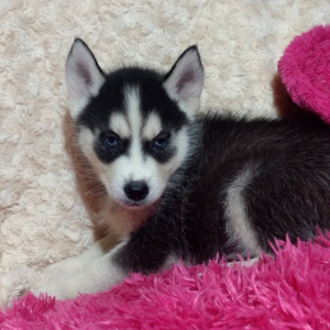 Pluto A Black White Male Siberian Husky Puppy 658173 Puppyspot