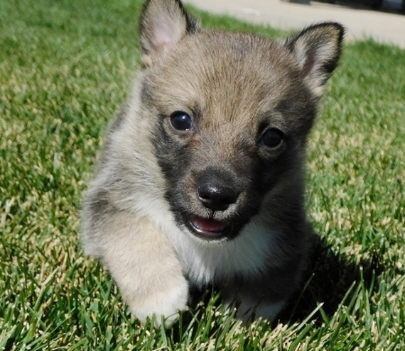 Braxton, a Sable Male Swedish Vallhund Puppy 659593 | PuppySpot
