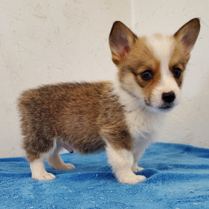 Rolly A Red Male Pembroke Welsh Corgi Puppy 660003 Puppyspot