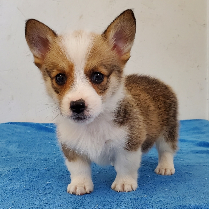 Rolly A Red Male Pembroke Welsh Corgi Puppy 660003 Puppyspot