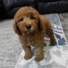 Puppy