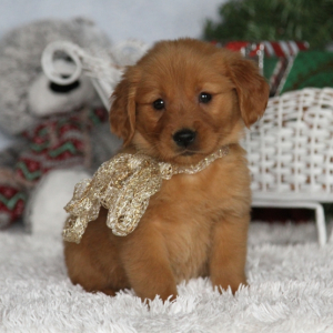 Ruby A Dark Golden Female Golden Retriever Puppy 661373 Puppyspot
