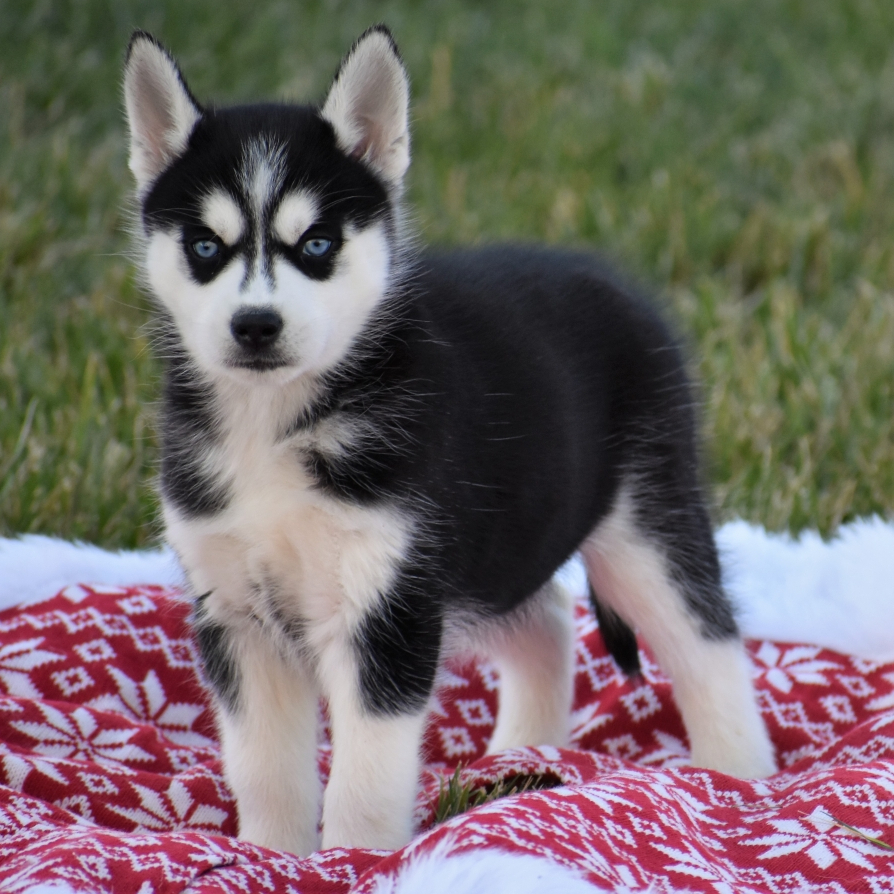 Holly A Black White Female Siberian Husky Puppy 662043 Puppyspot